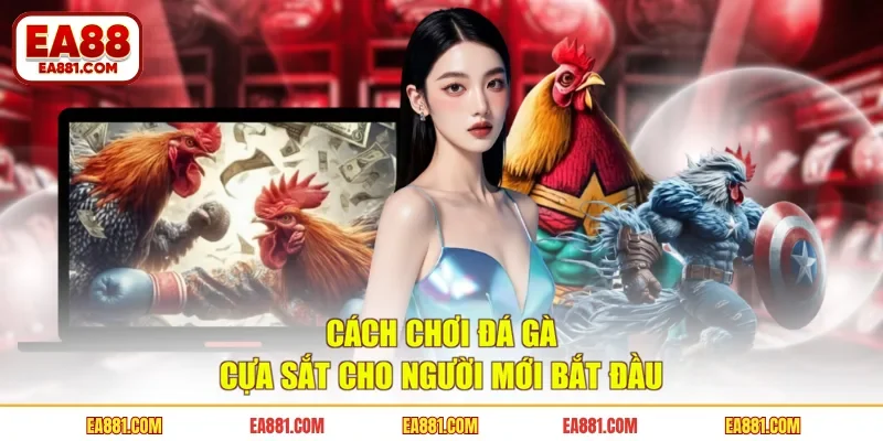 Cách chơi đá gà cựa sắt cho người mới bắt đầu
